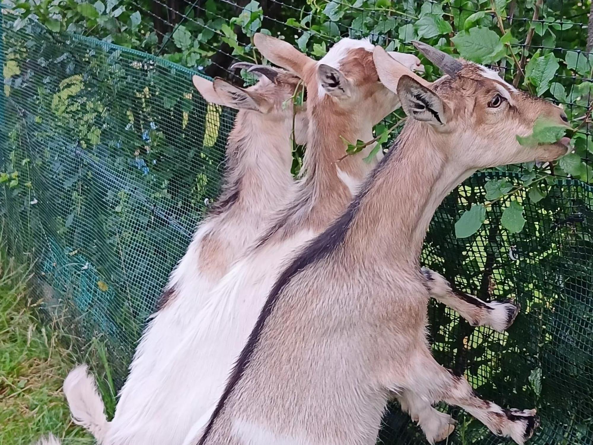 Domek Nad Lasem Koniaków エクステリア 写真