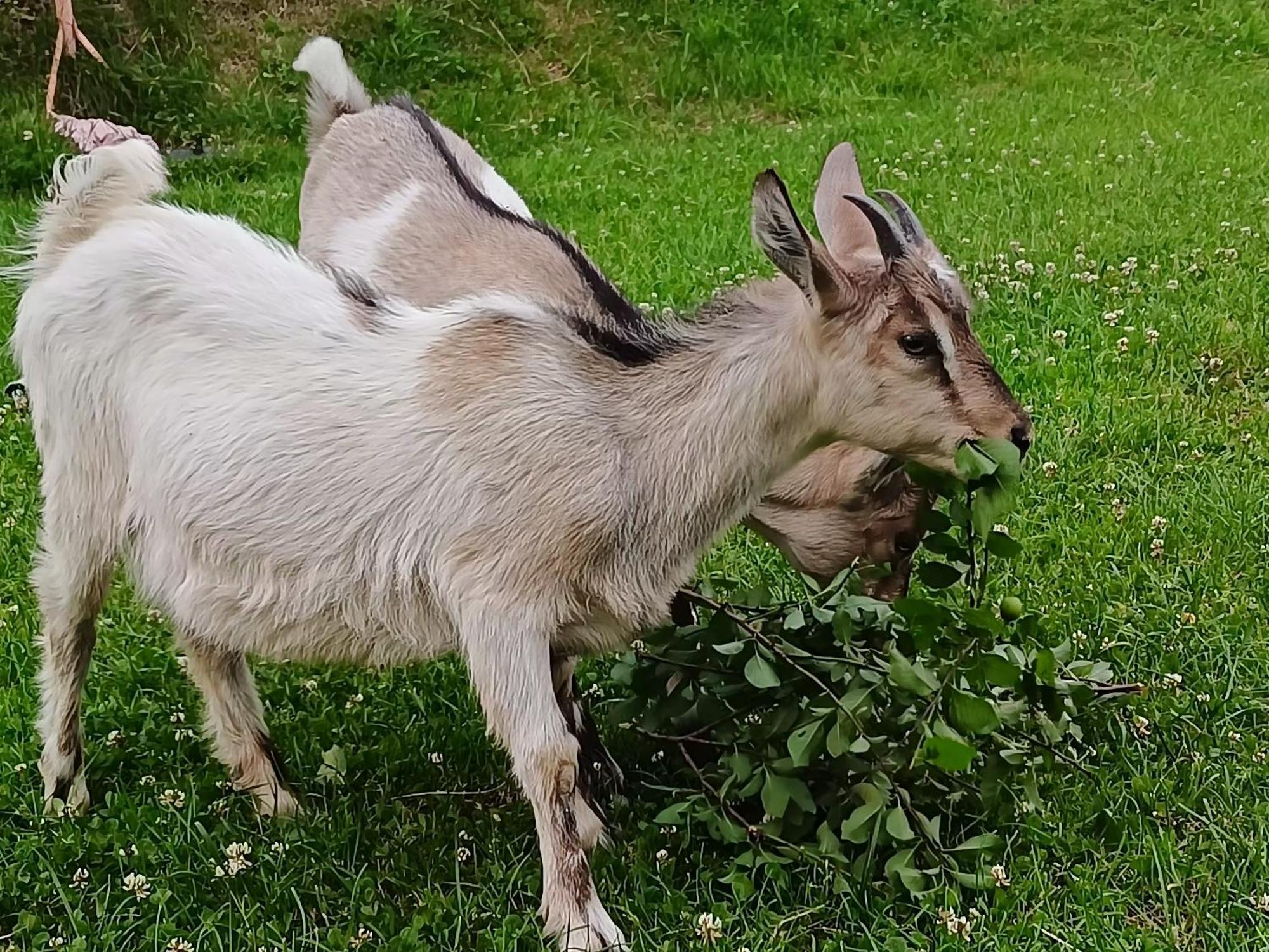 Domek Nad Lasem Koniaków エクステリア 写真