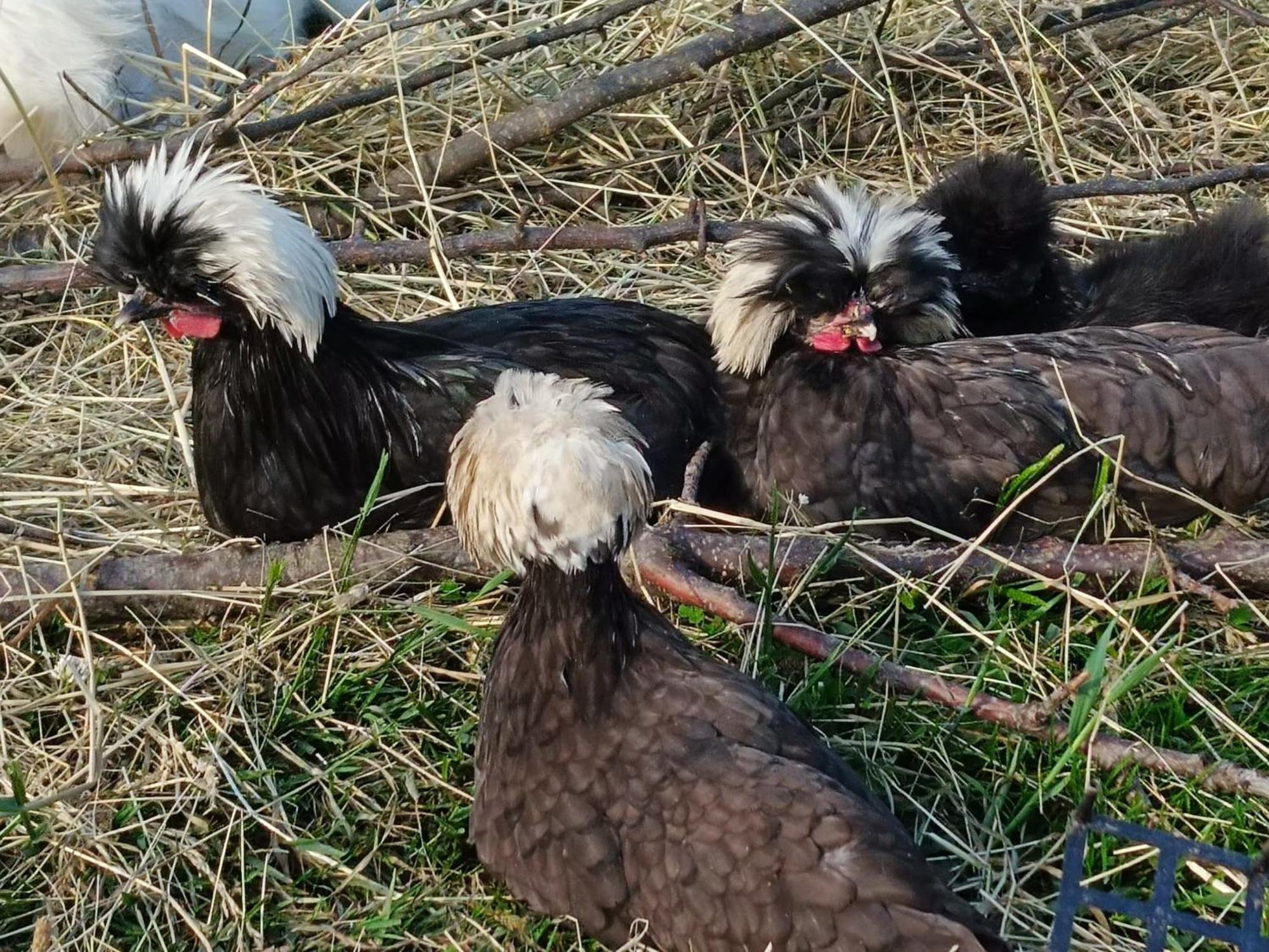 Domek Nad Lasem Koniaków エクステリア 写真